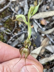 Pterostylis lepida