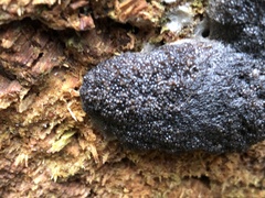 Tubifera ferruginosa