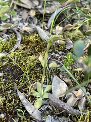 Pterostylis lepida