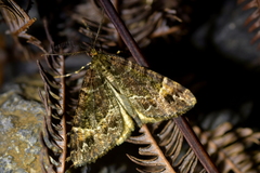 Pseudocoremia productata