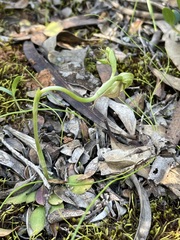 Pterostylis lepida