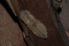 Ledromorpha planirostris