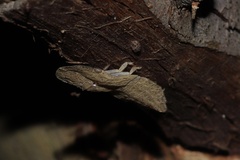 Ledromorpha planirostris