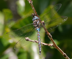 Rhionaeschna dugesi