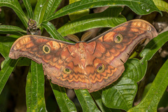 Antheraea frithi