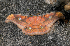 Antheraea frithi