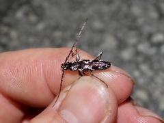Elaphidion irroratum