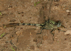 Arigomphus submedianus