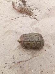 Homopus areolatus