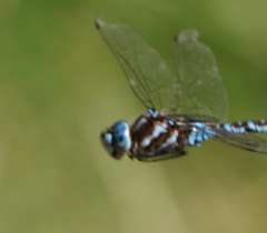 Rhionaeschna dugesi