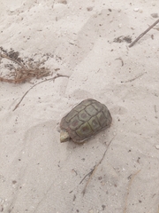 Homopus areolatus