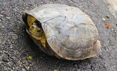 Melanochelys trijuga