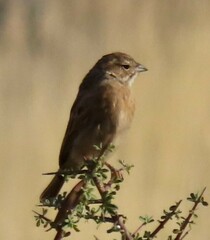 Emberiza