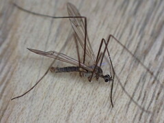 Erioconopa