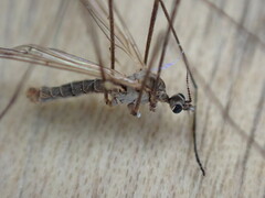 Erioconopa