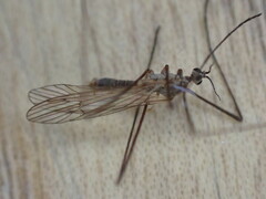 Erioconopa