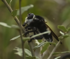 Mallophora bomboides