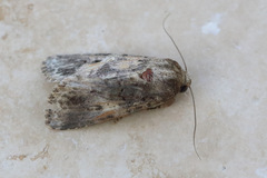 Spodoptera mauritia
