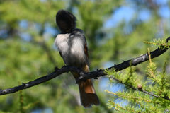 Perisoreus infaustus