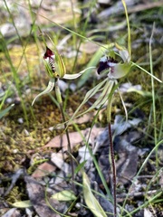 Caladenia macroclavia