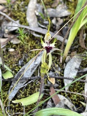 Caladenia macroclavia