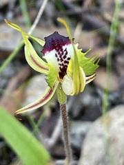 Caladenia macroclavia