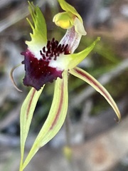 Caladenia macroclavia