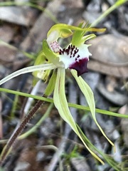 Caladenia macroclavia