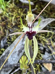 Caladenia macroclavia