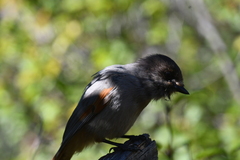 Perisoreus infaustus