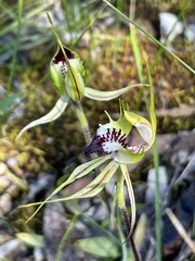 Caladenia macroclavia