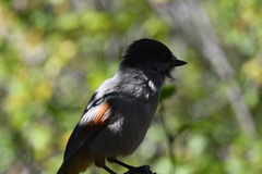 Perisoreus infaustus