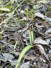 Caladenia macroclavia