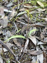 Caladenia macroclavia