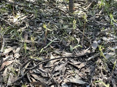 Caladenia macroclavia