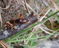 Hemideina crassidens