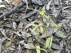 Caladenia macroclavia