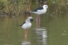 Himantopus himantopus