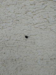 Legnotus limbosus