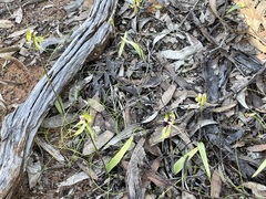 Caladenia macroclavia