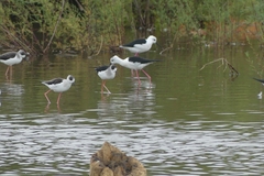 Himantopus himantopus