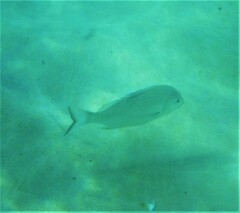 Acanthopagrus australis