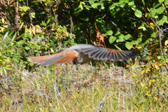 Perisoreus infaustus