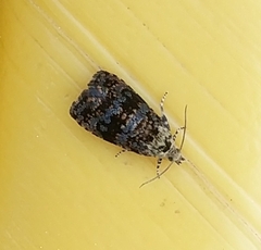 Selenodes karelica