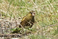 Chloris sinica minor