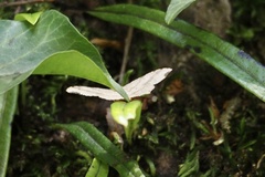 Macaria shanghaisaria