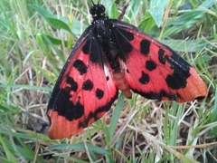 Acraea petraea
