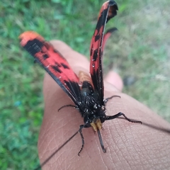 Acraea petraea