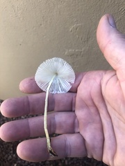 Leucocoprinus fragilissimus