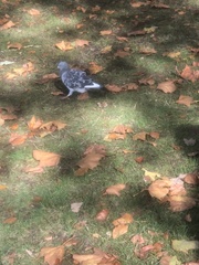 Columba livia domestica